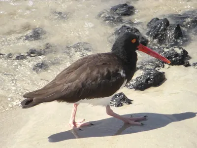 Isabela, Galápagos — 14 May 2007