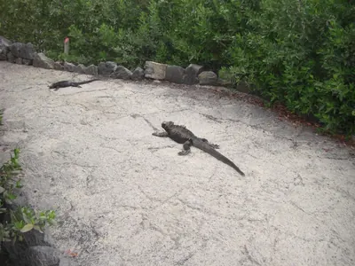 Isabela, Galápagos — 15 May 2007