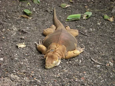 Santa Cruz, Galápagos — 16 May 2007
