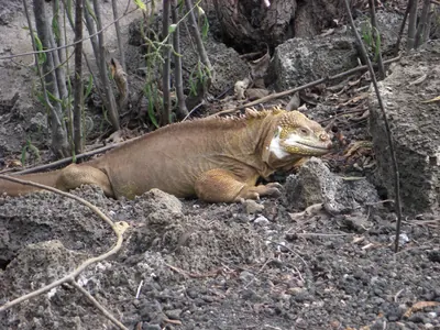 Santa Cruz, Galápagos — 16 May 2007