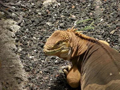 Santa Cruz, Galápagos — 17 May 2007