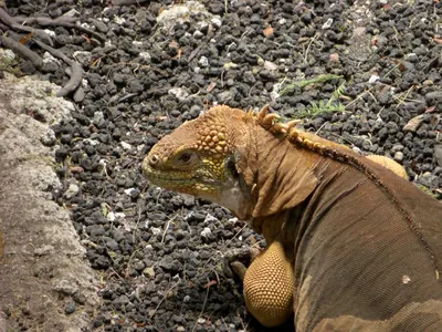 Santa Cruz, Galápagos — 17 May 2007