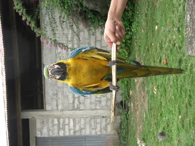 Manú jungle — 29 May 2007