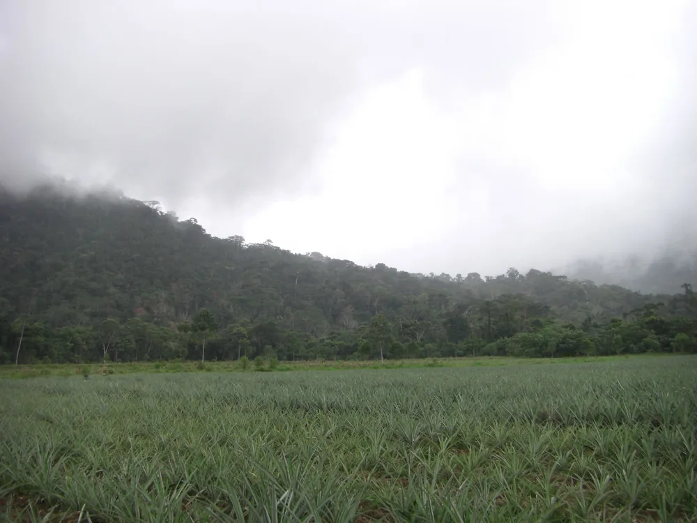 Manú jungle — 29 May 2007