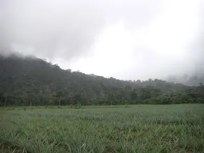 Manú jungle — 29 May 2007