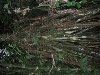 Manú jungle — 29 May 2007