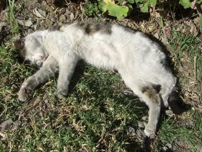 Colca Canyon — 12 July 2007