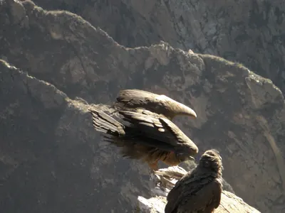 Colca Canyon — 13 July 2007