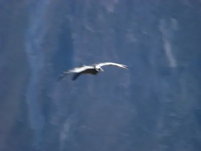 Colca Canyon — 13 July 2007