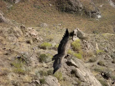 Colca Canyon — 13 July 2007
