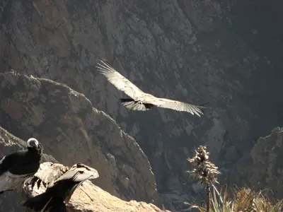 Colca Canyon — 13 July 2007