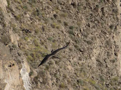Colca Canyon — 13 July 2007