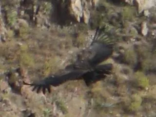 Colca Canyon — 13 July 2007