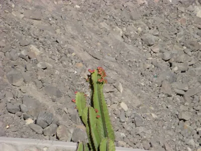 Colca Canyon — 13 July 2007