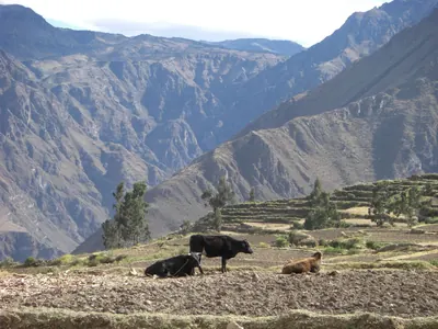 Colca Canyon — 11 July 2007