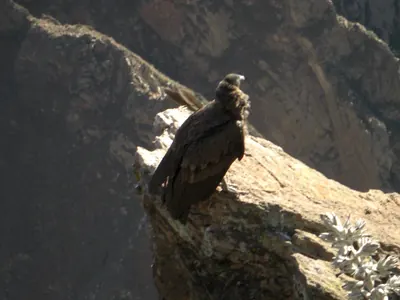 Colca Canyon — 13 July 2007