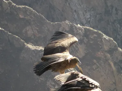 Colca Canyon — 13 July 2007