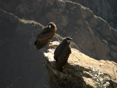 Colca Canyon — 13 July 2007