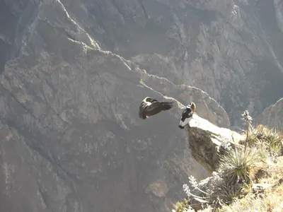 Colca Canyon — 13 July 2007
