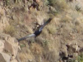Colca Canyon — 13 July 2007