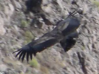 Colca Canyon — 13 July 2007