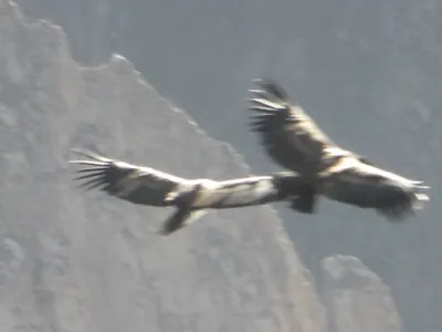 Colca Canyon — 13 July 2007