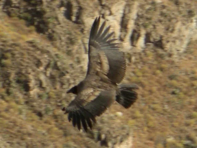 Colca Canyon — 13 July 2007