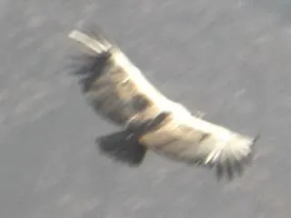 Colca Canyon — 13 July 2007