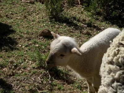 Isla del Sol — 7 June 2007